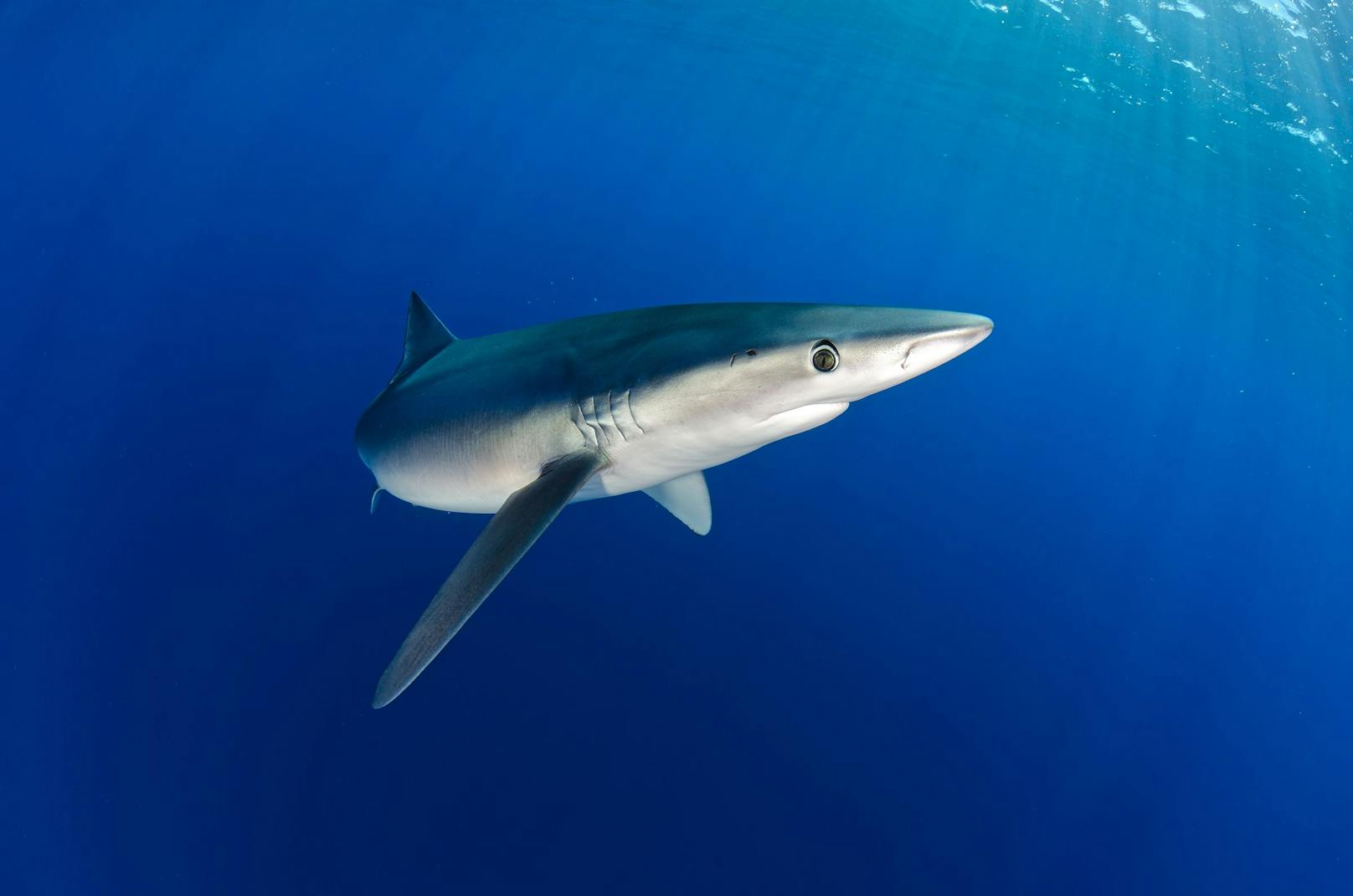 <strong>Haie und Rochen:</strong> Ein Drittel aller Hai- und Rochenarten gilt laut Roter Liste seit heuer als bedroht.