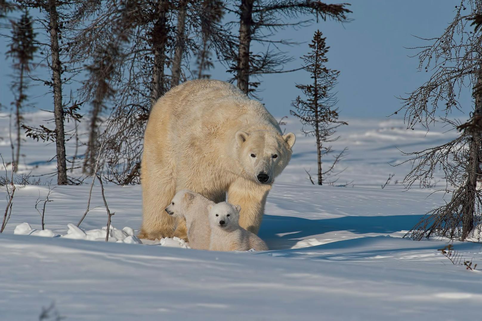 Laut Studien würden bis 2100 die meisten Eisbärpopulationen zusammenbrechen.