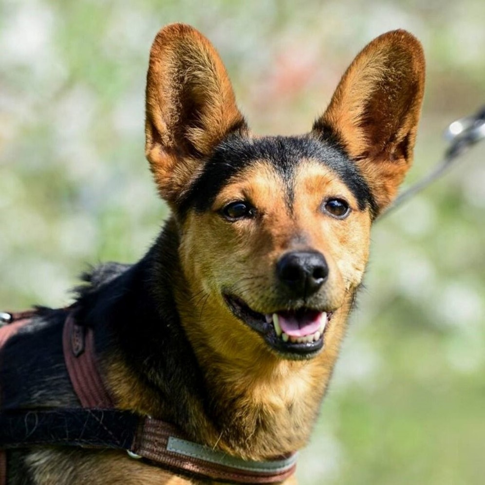 Jimmy ist als Welpe ins Tierheim gekommen.