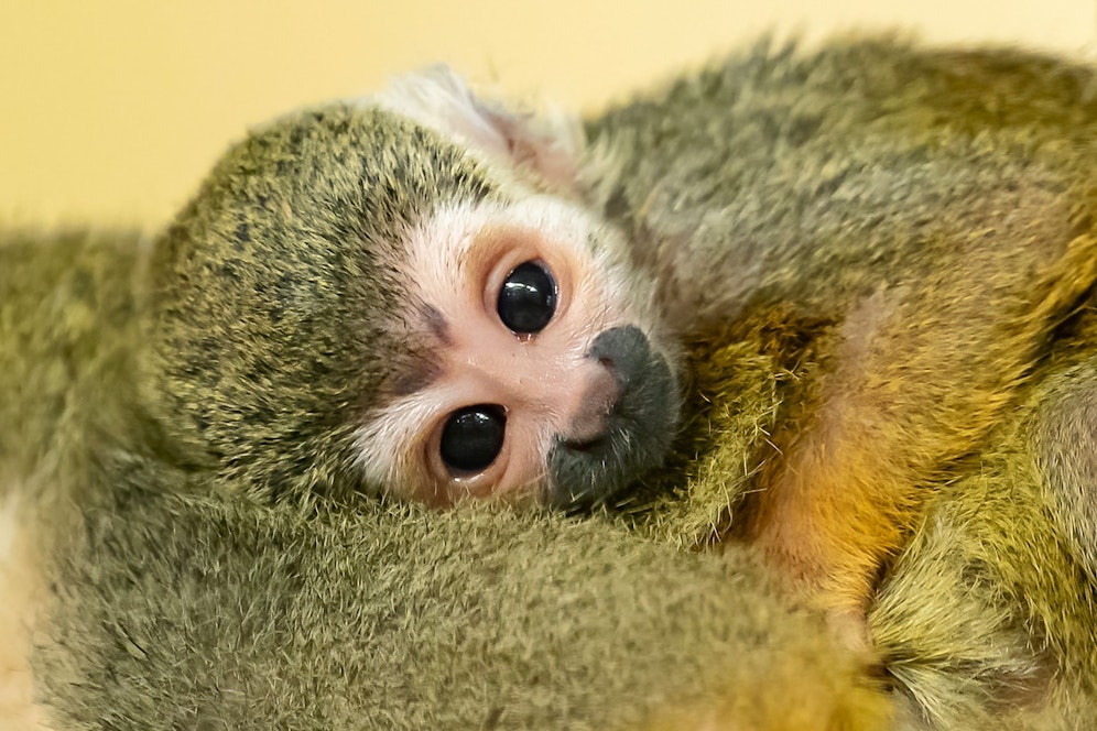 So ein Zuckergoscherl! In Schönbrunn kamen innerhalb von wenigen Wochen gleich mehrere Totenkopfäffchen zur Welt. 