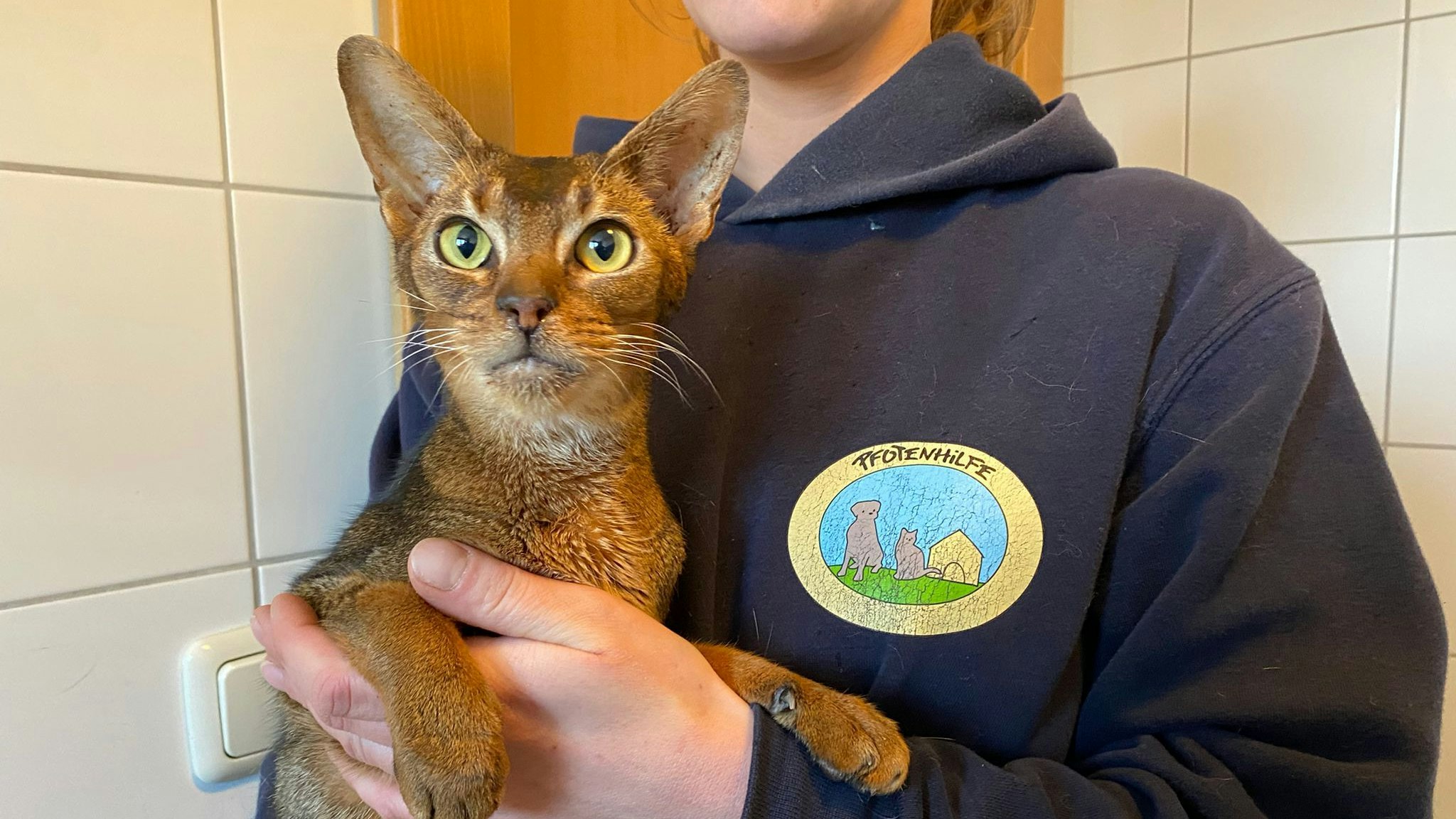 Ein Rassekatzenzüchter konnte sich aus gesundheitlichen Gründen nicht mehr um seine Tiere kümmern. 