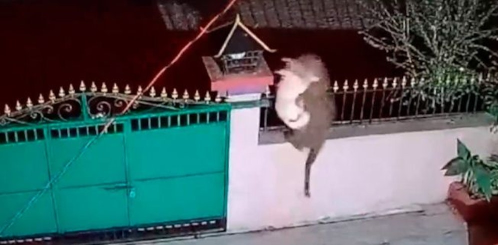 Leopard springt mit Hund über Zaun.