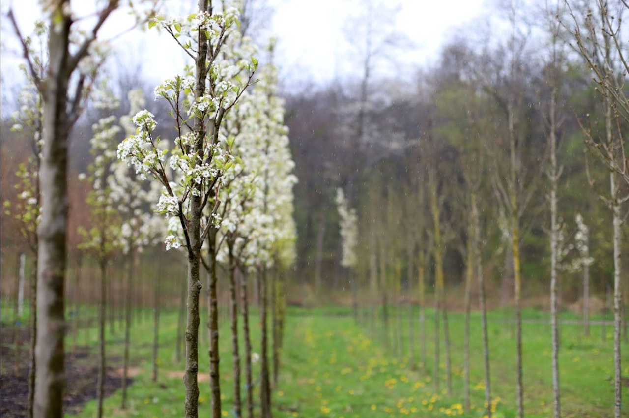 Heute.at - Wien wuchs im Jahr 2021 um 4.500 Bäume