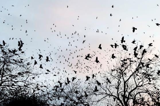 Rund 2.000 Krähen machen Anrainern und Landwirten in Wulkaprodersdorf das Leben schwer.