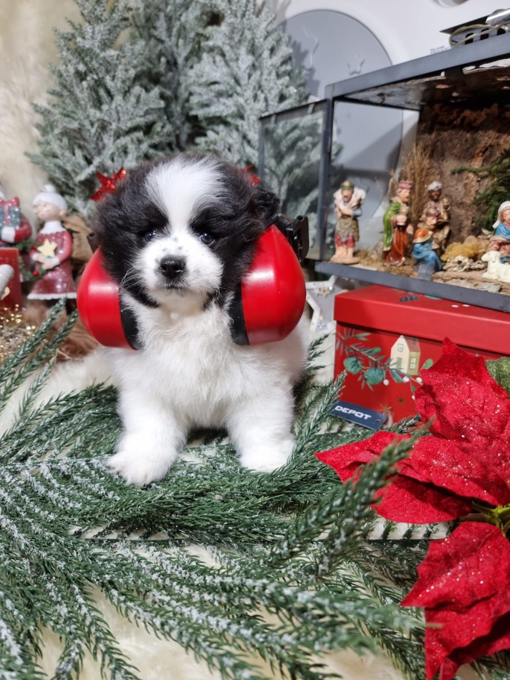 Silvester bedeutet für Tiere Stress.
