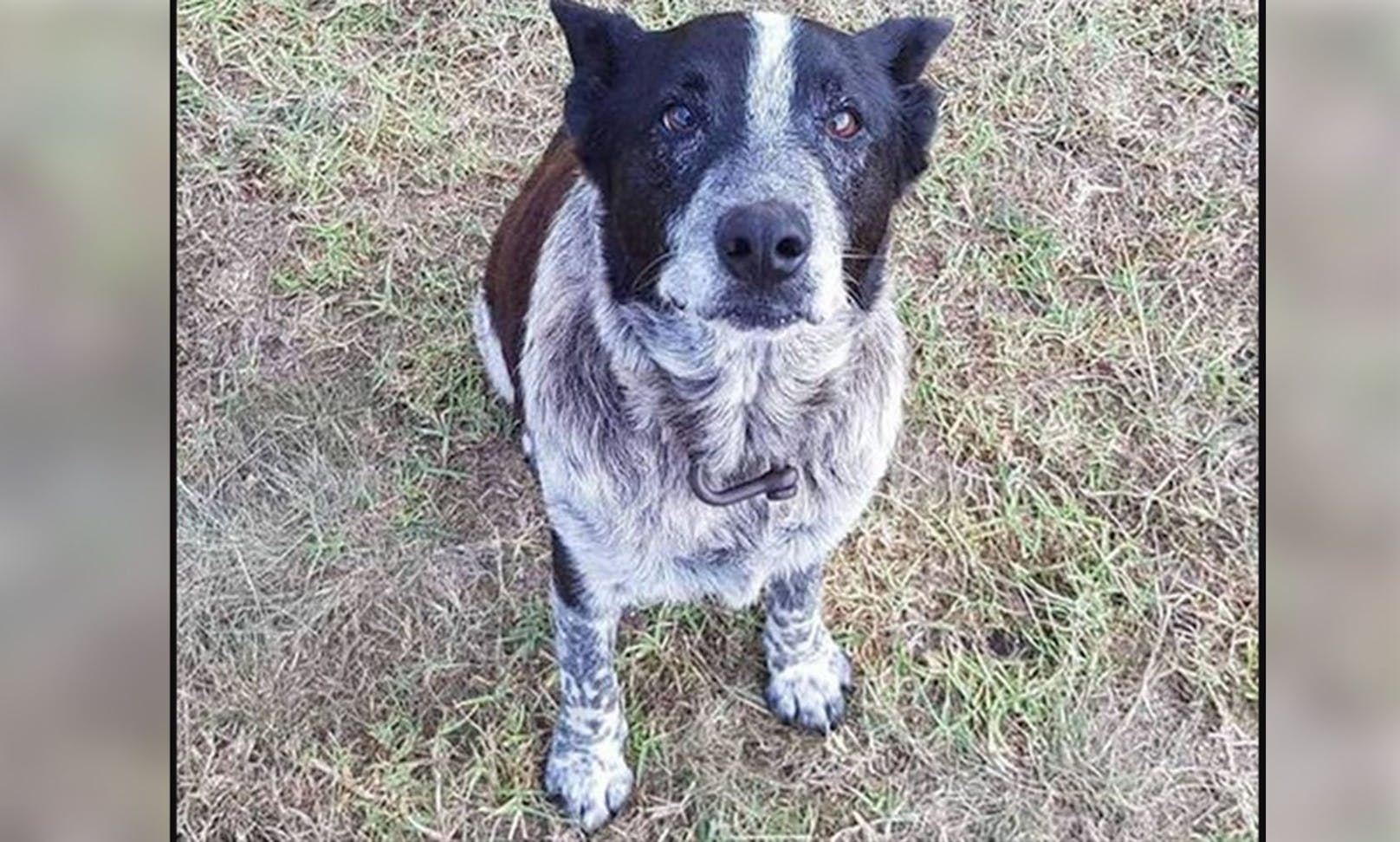 Der australische Cattle-Dog "Max" fand trotz hohem Alter und Blindheit sein dreijähriges Frauchen in Australien wieder.&nbsp; ---&gt; <a href="https://www.heute.at/s/17-jaehriger-hund-findet-dreijaehriges-maedchen-100120862">ARTIKEL </a>