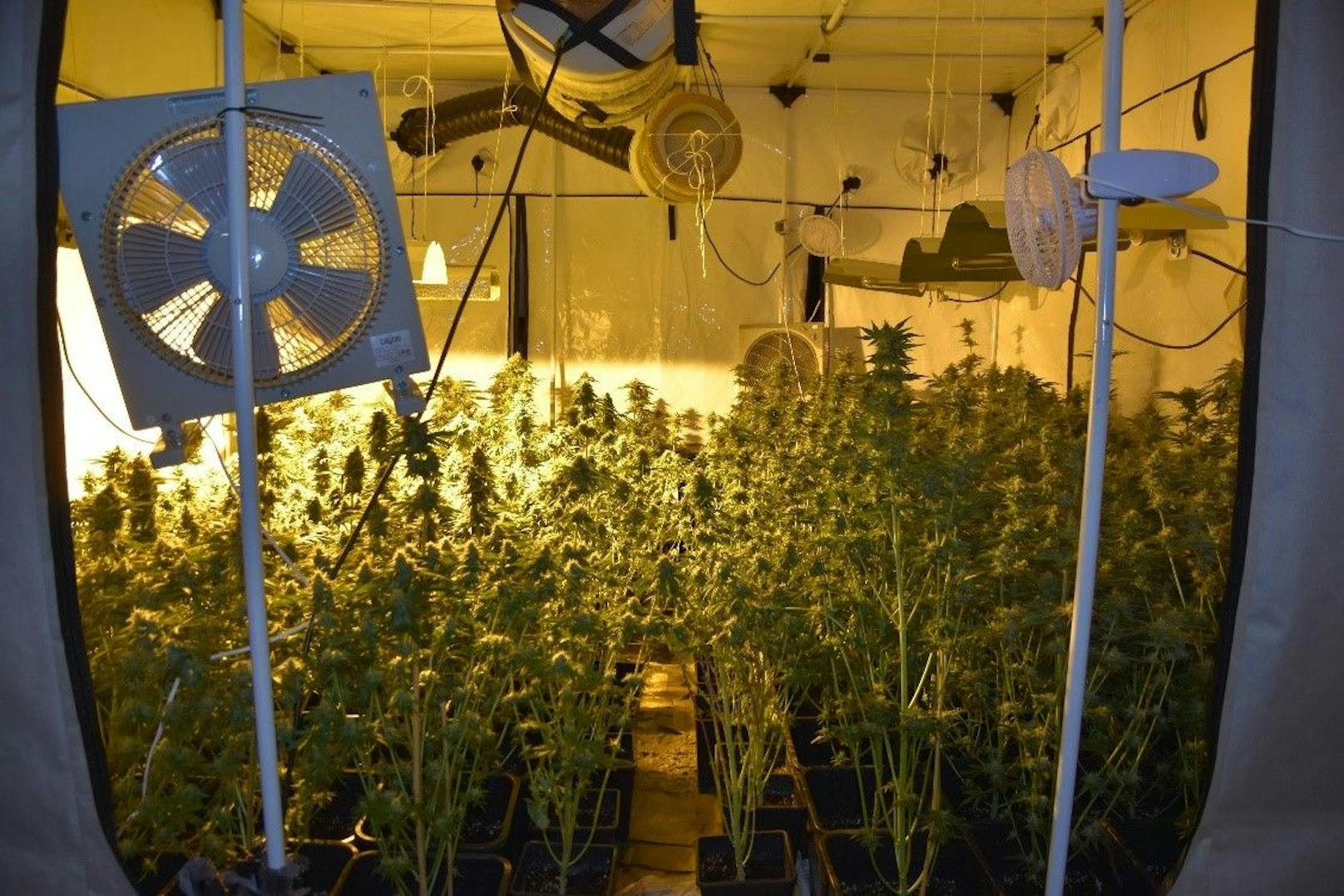 Eine illegale Cannabis-Plantage in Wien. Archivbild.&nbsp;