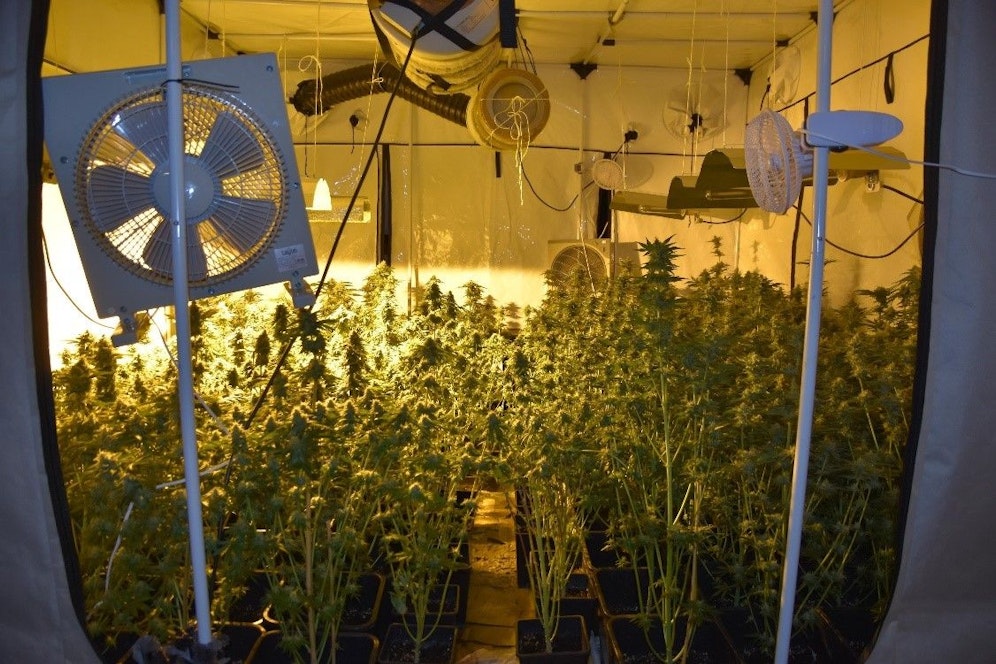 Eine illegale Cannabis-Plantage in Wien. Archivbild.&nbsp;