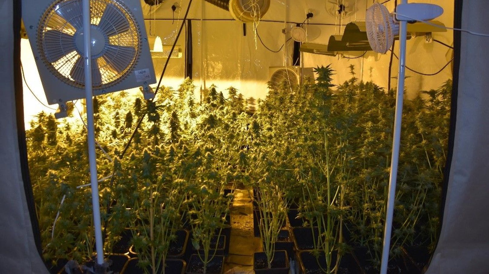216 Cannabispflanzen wurden in einem leerstehendem Bürogebäude sichergestellt.