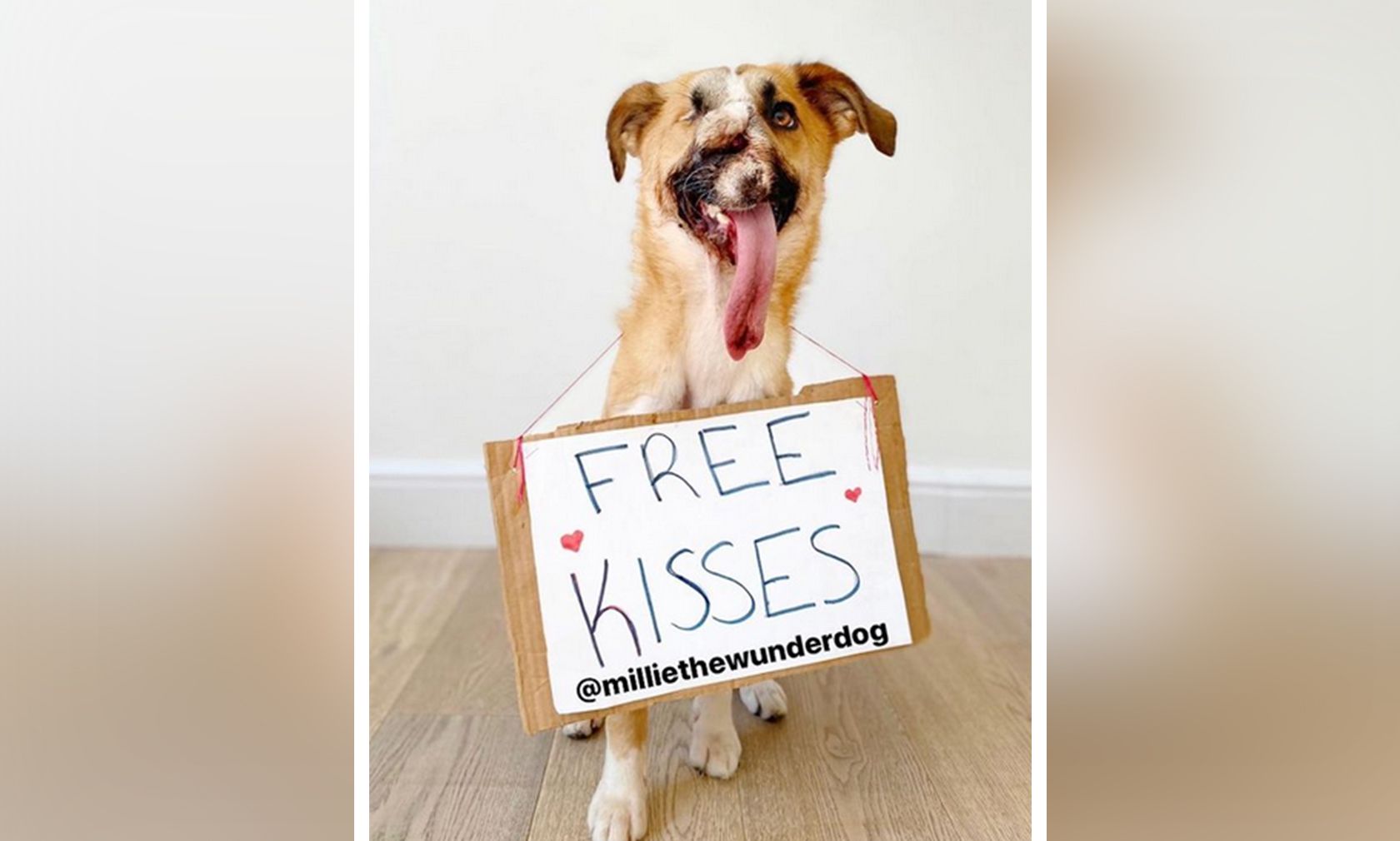 Hündin "Millie" zählt wohl zu den freundlichsten Hunden Englands - Unglaublich, nach ihrer Geschichte! 