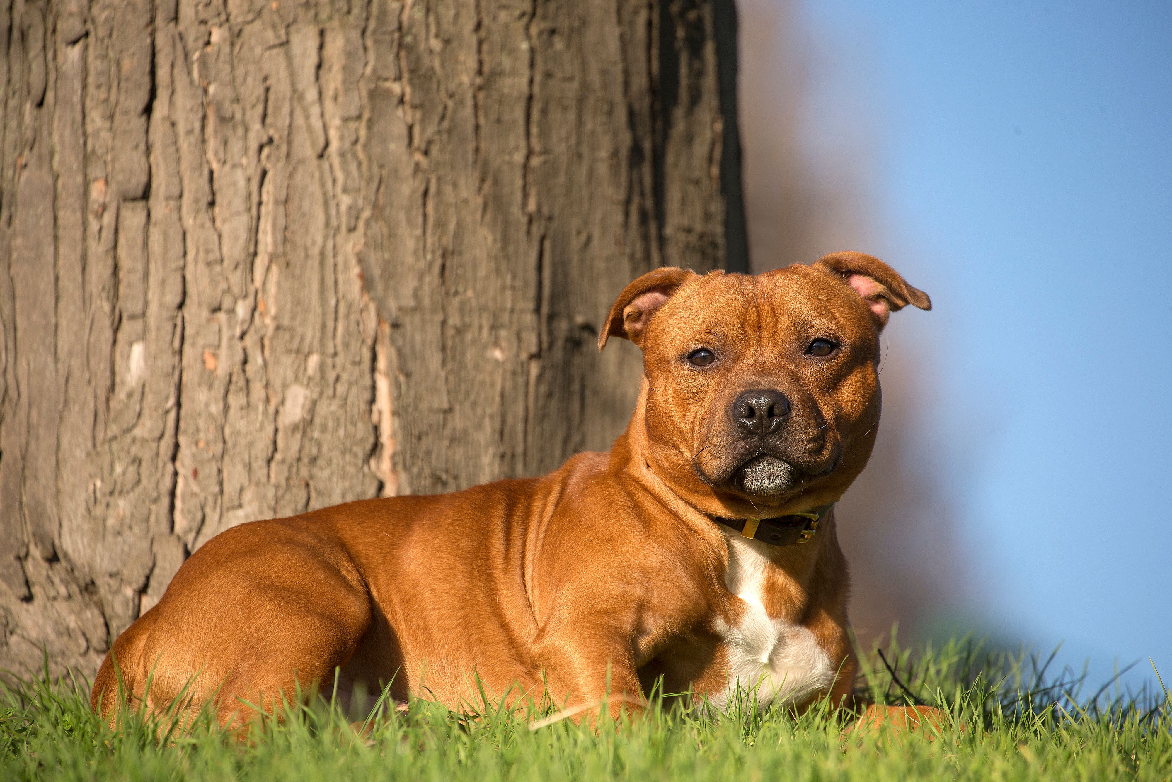 (Symbolbild) Das Herrchen hatte dringen Geld gebraucht und bot seinen Hund für sexuelle Gefälligkeiten an. 