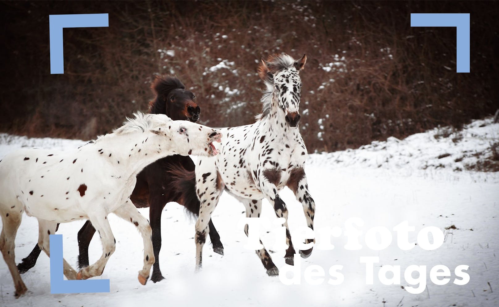Drei Knabstrupper-Fohlen sind sichtlich vom Schnee begeistert. 