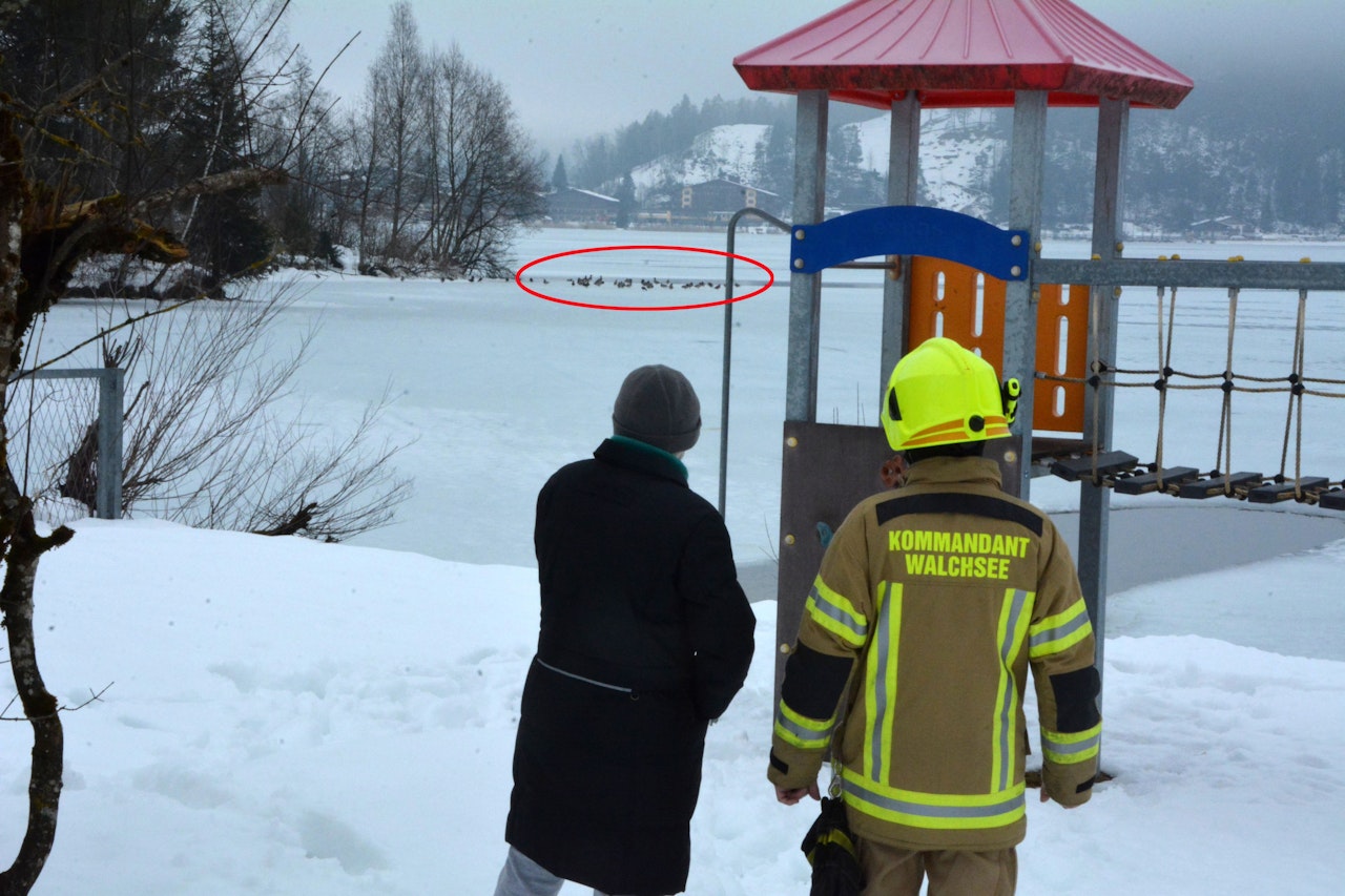 Heute.at - Frau ruft Feuerwehr, weil Vögel auf Eis stehen