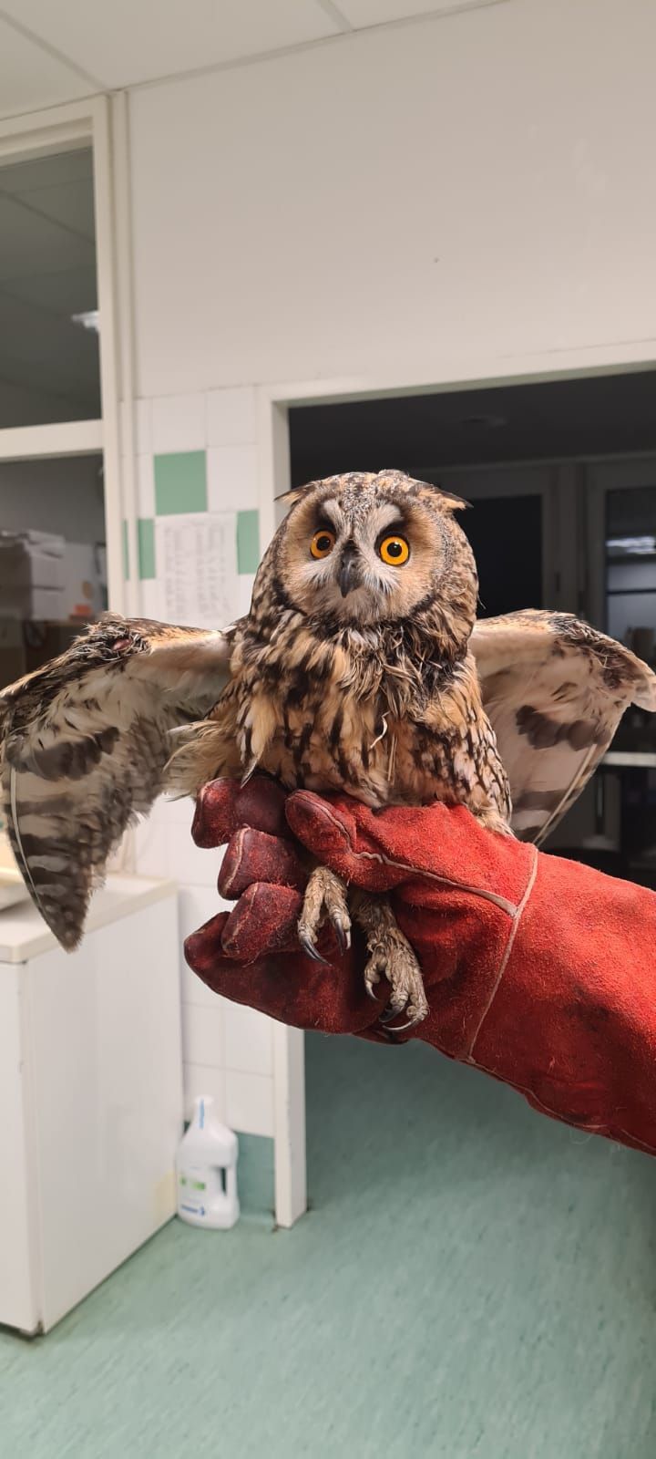 Die Waldohreule aus Velm