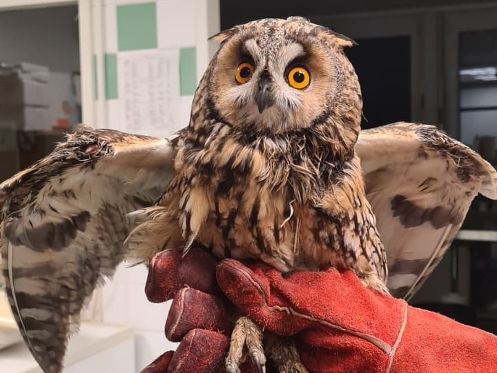 Die Waldohreule aus Velm