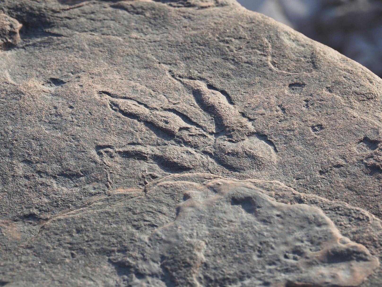 Der Fußabdruck ist laut dem National Museum in Cardiff 220 Millionen Jahre alt.