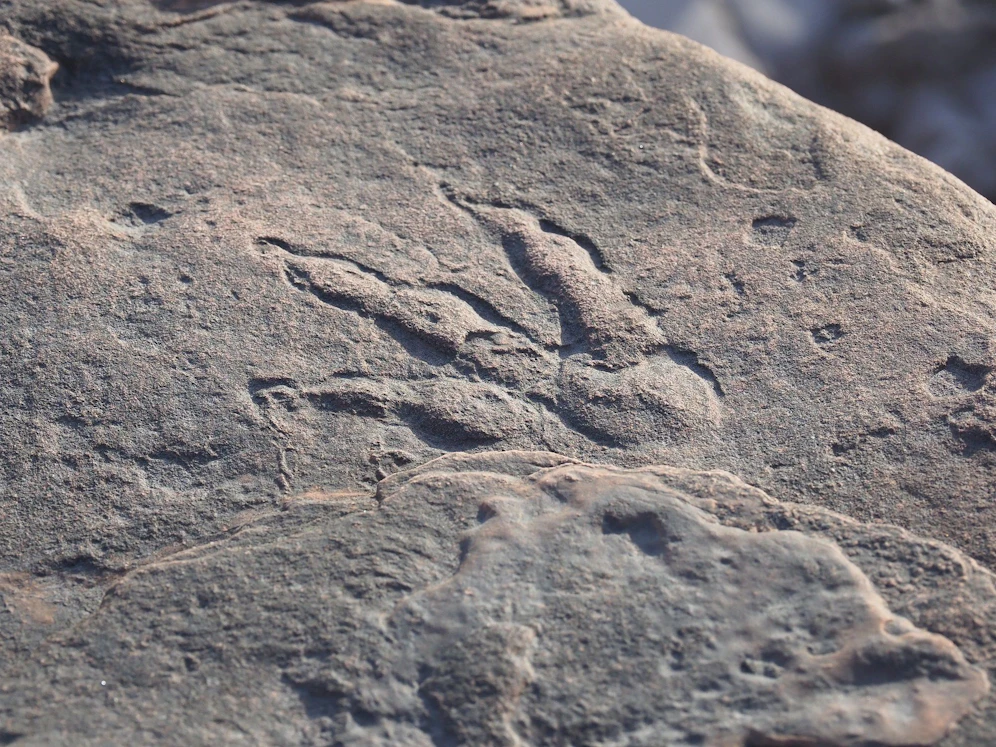 Der Fußabdruck ist laut dem National Museum in Cardiff 220 Millionen Jahre alt.