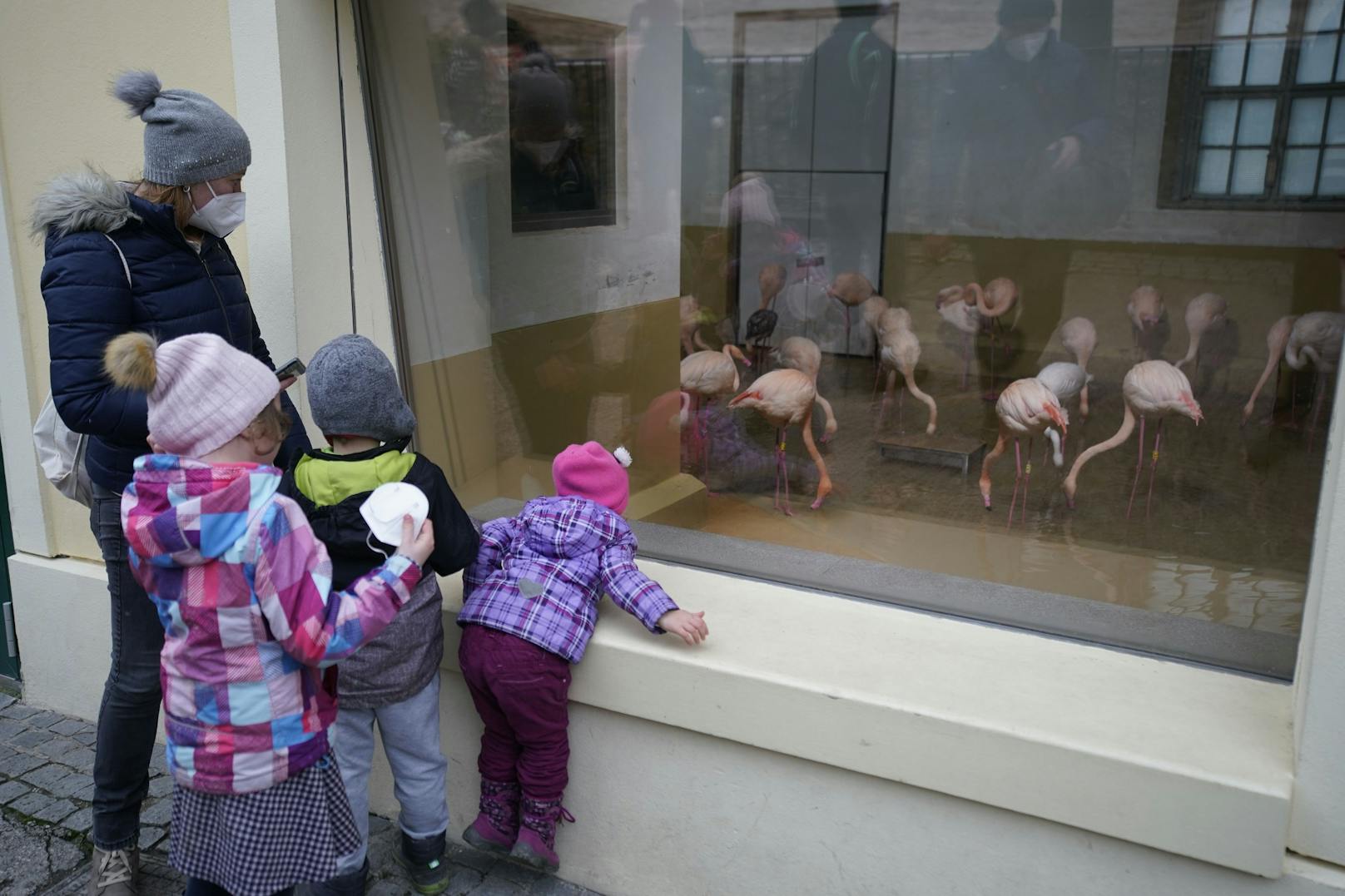 So begrüßen die Tiere aus dem Zoo Schönbrunn in Wien die Besucher nach dem Lockdown.