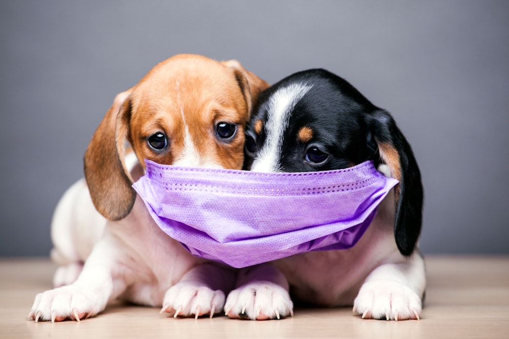 Bei einem positiven Corona-Test müssen die Tiere 14 Tage in Quarantäne.