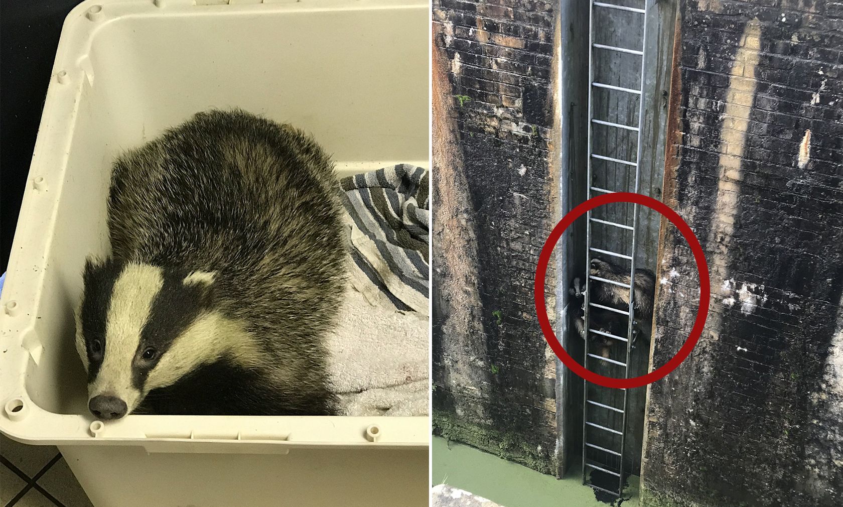 Zwei Dachse haben sich in eine sehr bizarre Lage gebracht. 