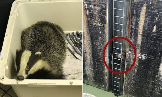 Zwei Dachse haben sich in eine sehr bizarre Lage gebracht.
