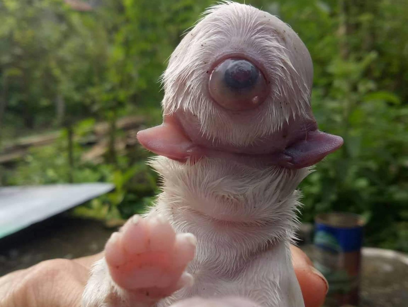Der außergewöhnliche Hundwelpe wurde in der Stadt Tangalan auf einer der philippinischen Inseln geboren
