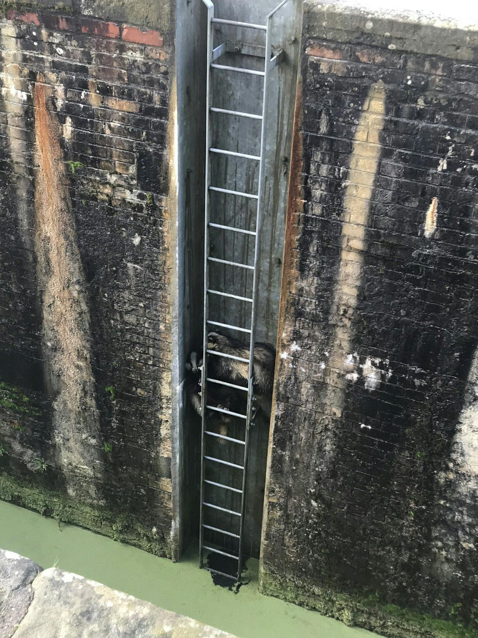 Zwei Dachse waren zwischen Mauer und Leiter bei einem Kanal eingeklemmt. 