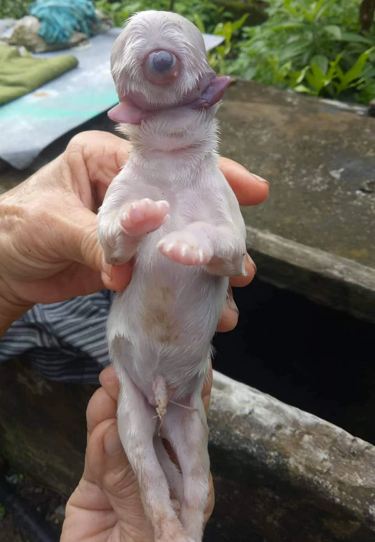 Der außergewöhnliche Hundewelpe.