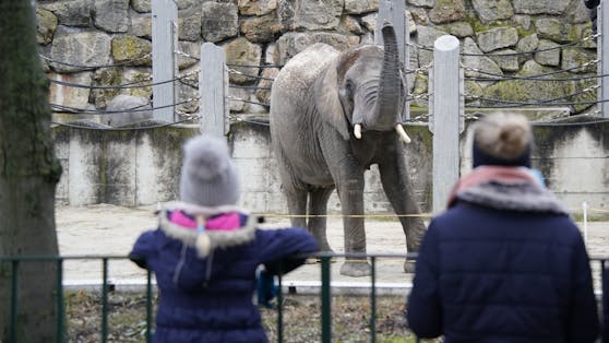 So begrüßen die Tiere aus dem Zoo Schönbrunn in Wien die Besucher nach dem Lockdown.