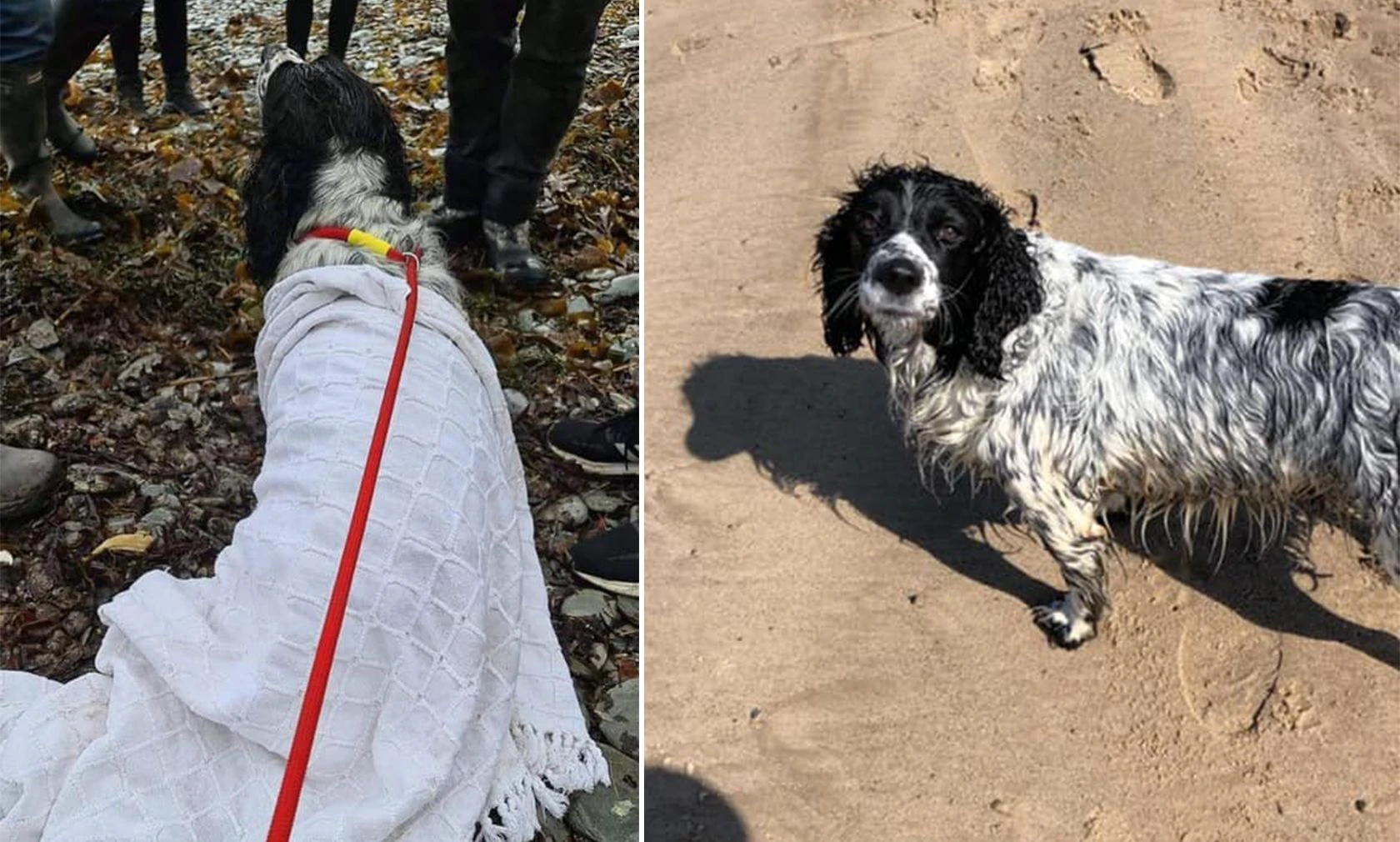 Springer Spanielmädchen "Tilly" schwamm einer Ente aufs offene Meer hinterher. 