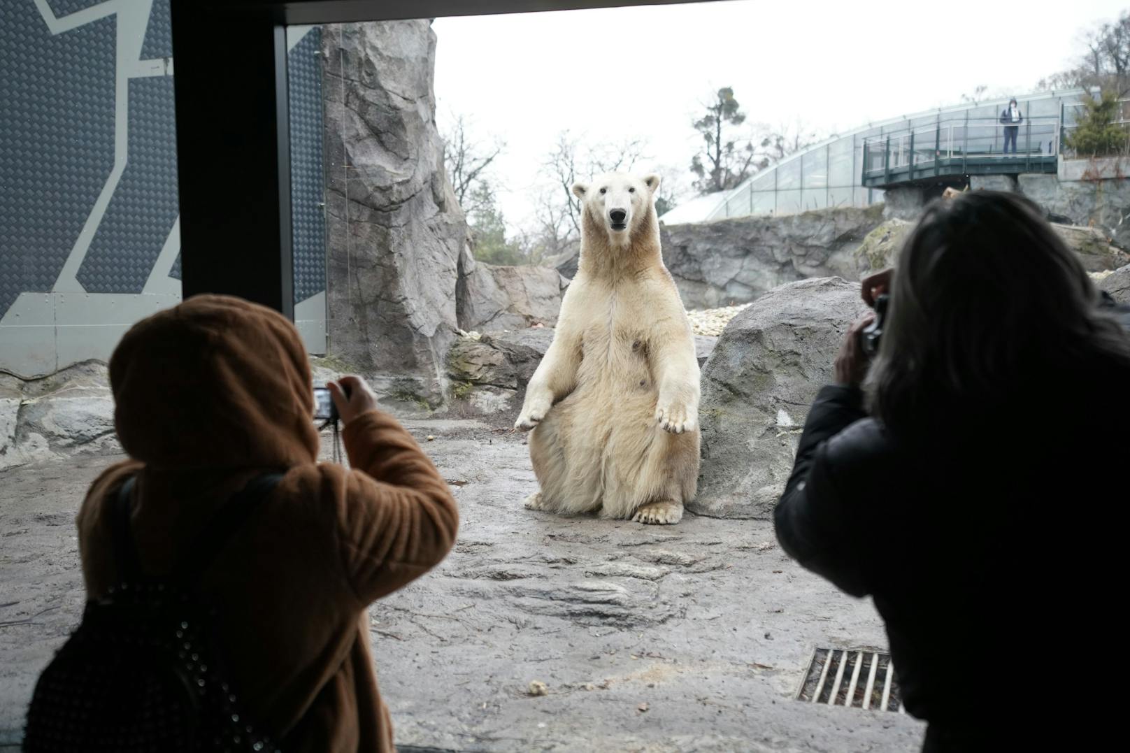 So begrüßen die Tiere aus dem Zoo Schönbrunn in Wien die Besucher nach dem Lockdown.