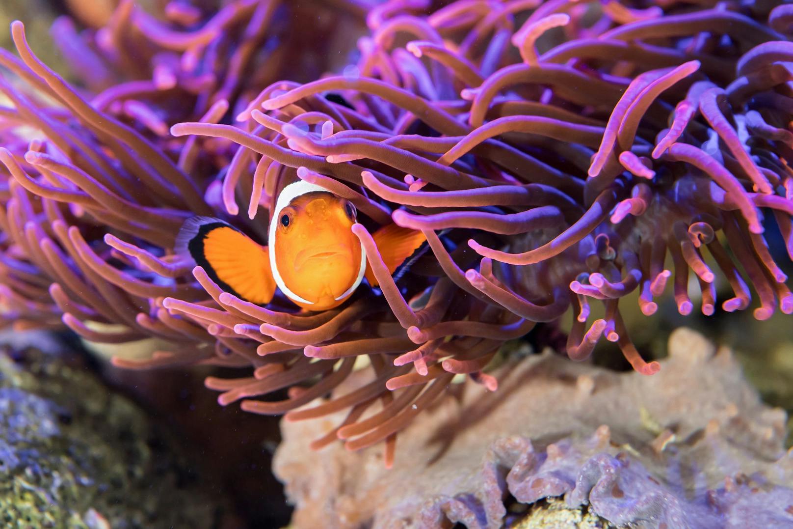 Ach... ein kleiner Nemo. 