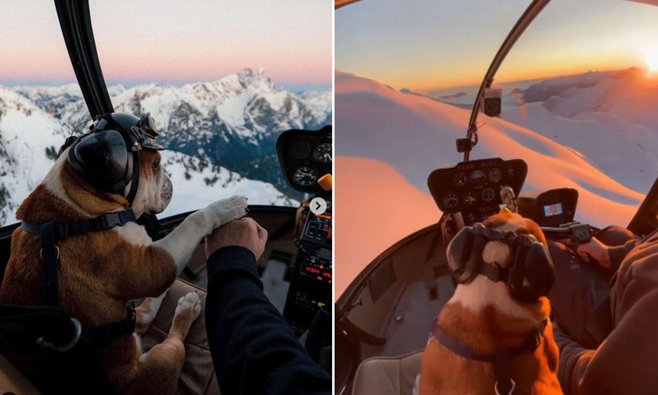 Heute.at - Über den Wolken! Bulldogge ist Co-Pilot