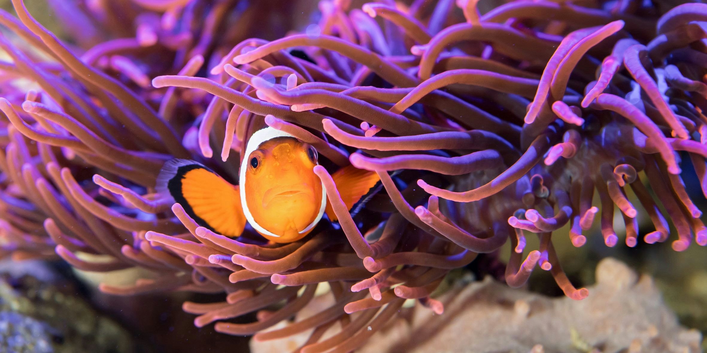 Auf der Website kann man sich nun anmelden, um längere Wartezeiten zu vermeiden. 