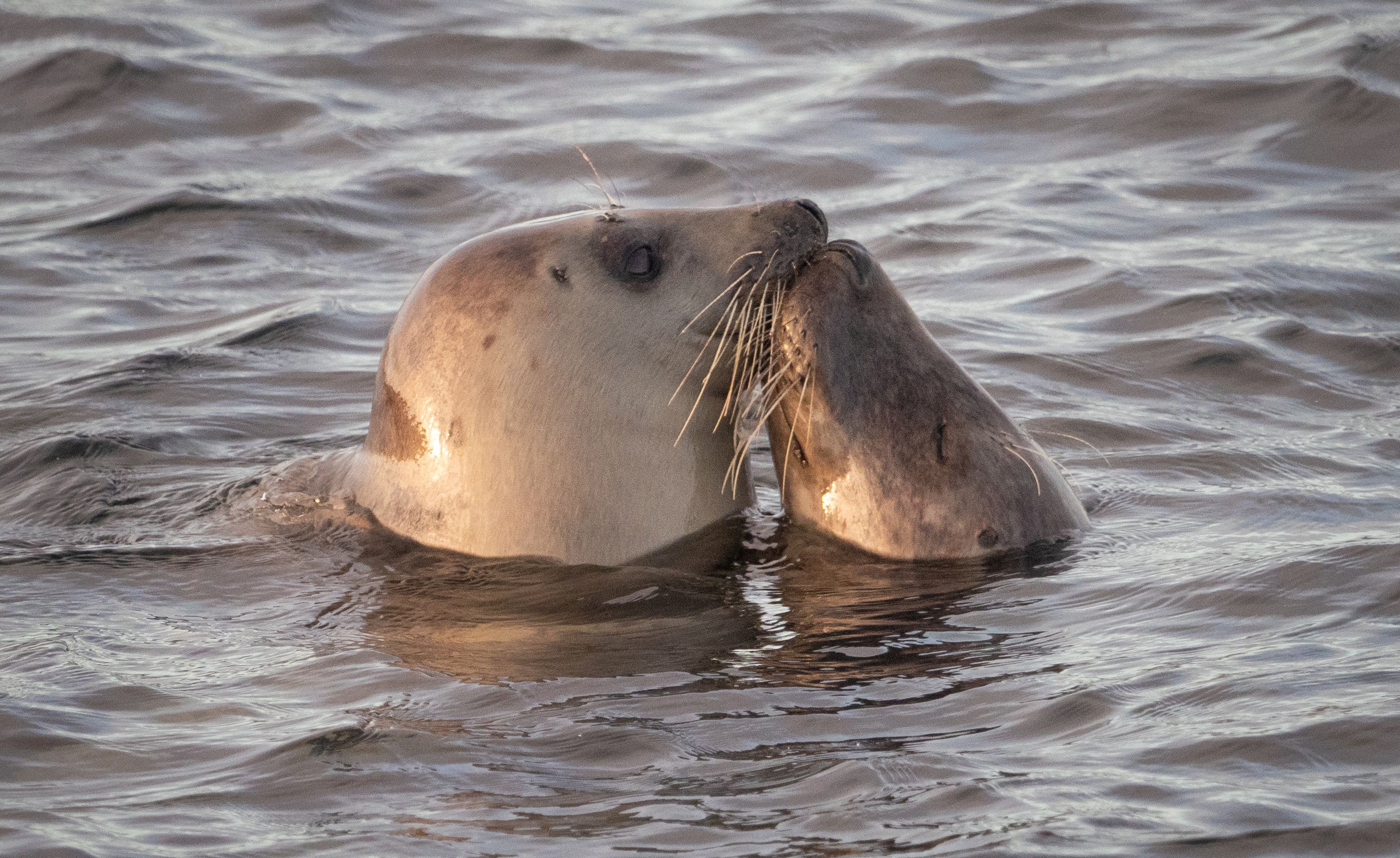 Ein Küsschen in Ehren... 