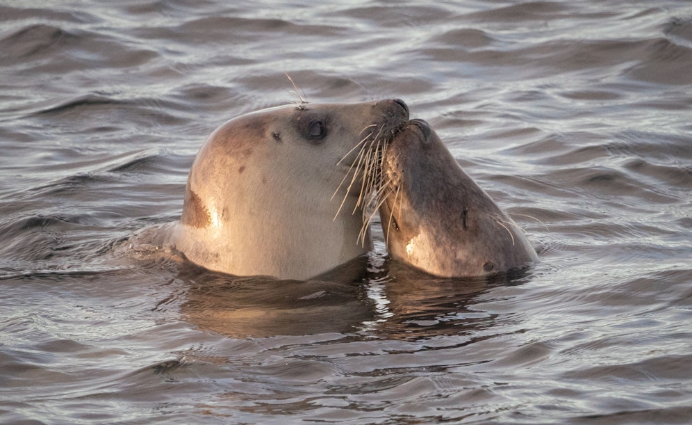Ein Küsschen in Ehren... 