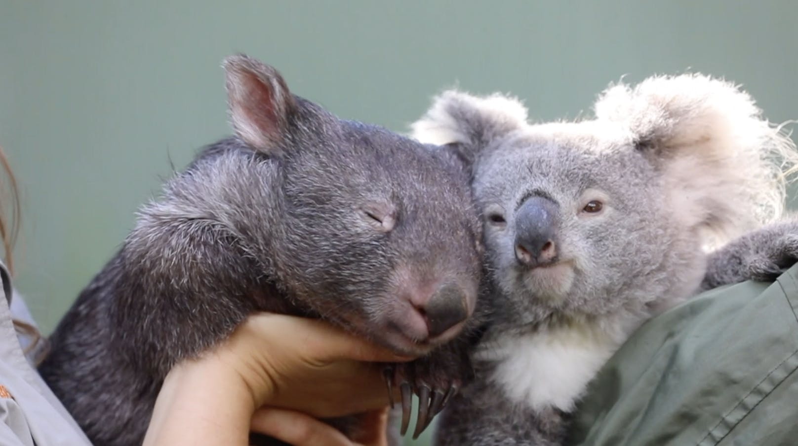 Dieser Koala und ein Wombat wurden beste Freunde. 