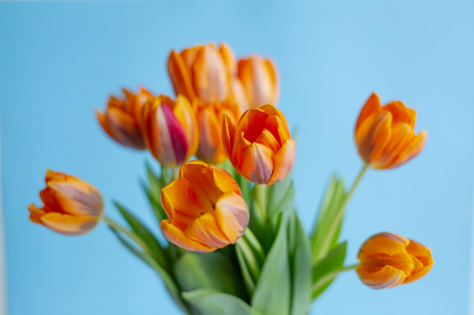 Die <strong>Tulpen</strong> in allen Formen und Farben hingegen aus Niederösterreich.