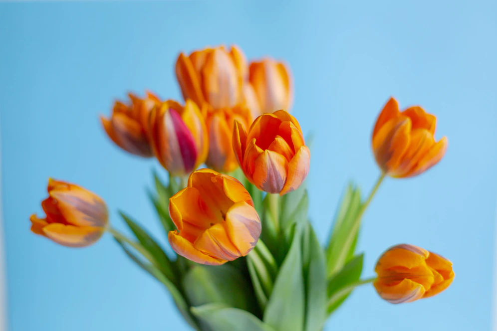 Blumen (Symbol)