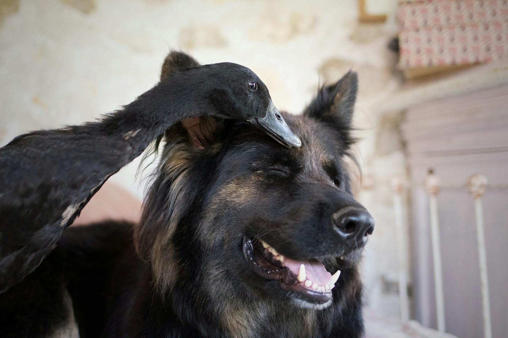 Schäferhund "Vendetta" und Laufente "Lemony" sind ein Herz und eine Seele. 