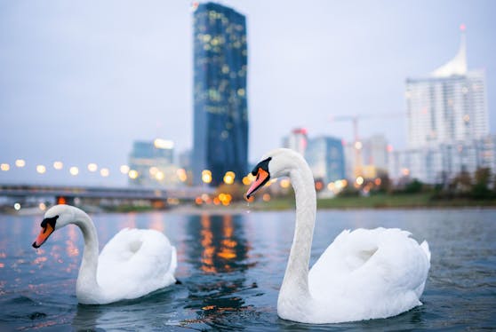 Bei einem Schwan in Wien und zwei Schwänen in der Steiermark wurde die Geflügelpest festgestellt.