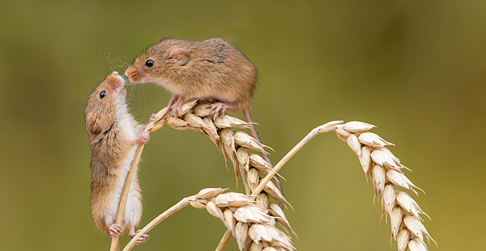 Diese zwei Mäuschen trafen sich wohl auf ein Date im Weizenfeld. 