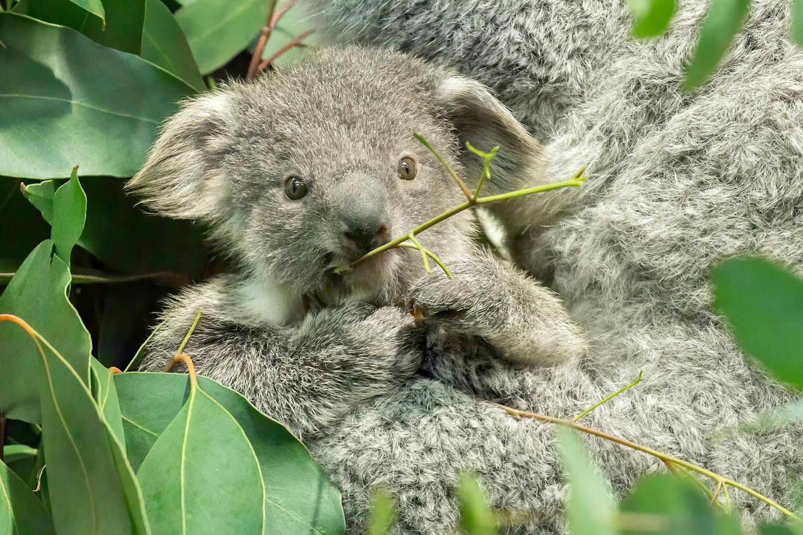 Eine Gesichtserkennungs-Software soll nun verraten, welche Koalas die Brücken in Queensland (Australien) überqueren. <br>