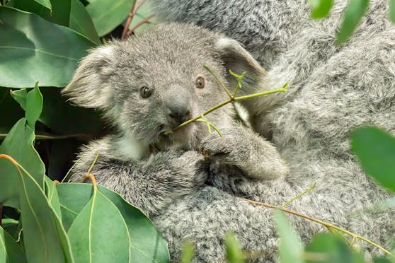Eine Gesichtserkennungs-Software soll nun verraten, welche Koalas die Brücken in Queensland (Australien) überqueren.