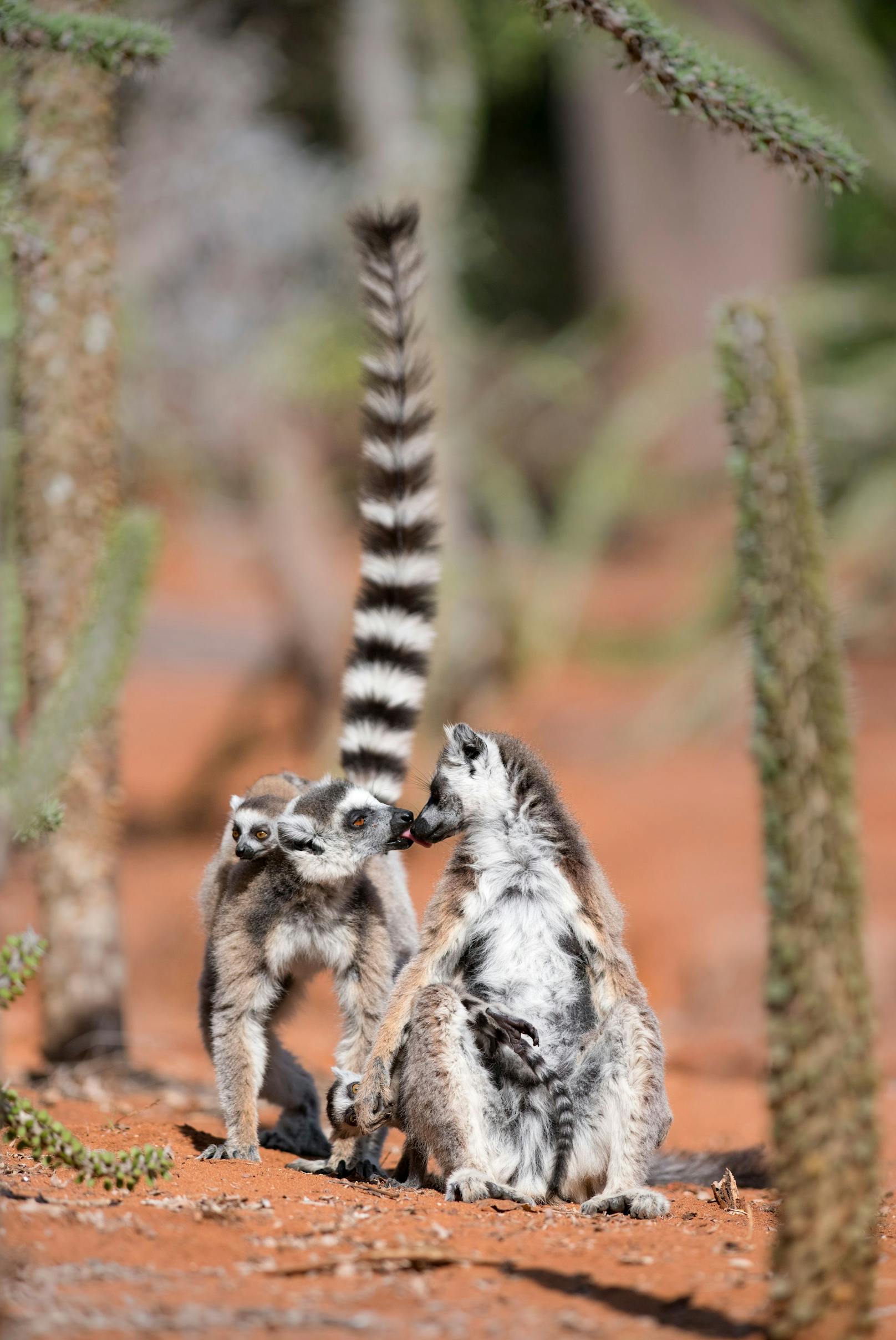 Ist das nicht eine herzige Lemuren-Familie? 