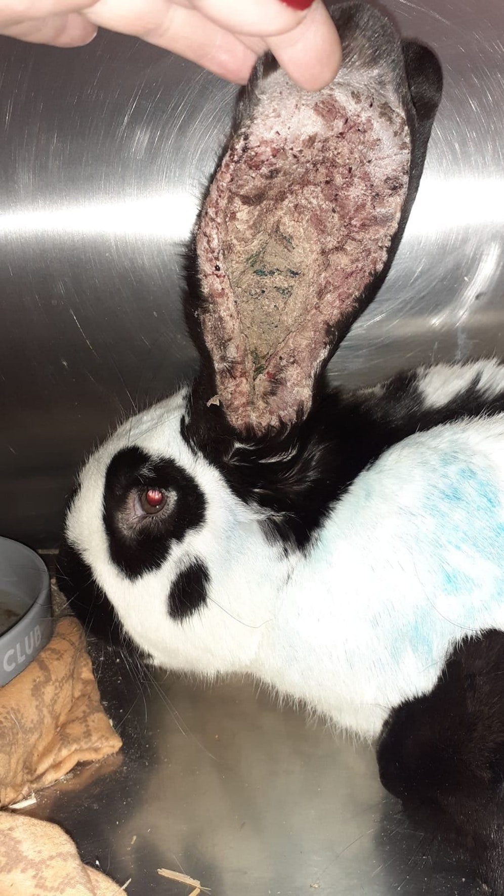 Die Ohren der Hasen sind mit Milben übersät.