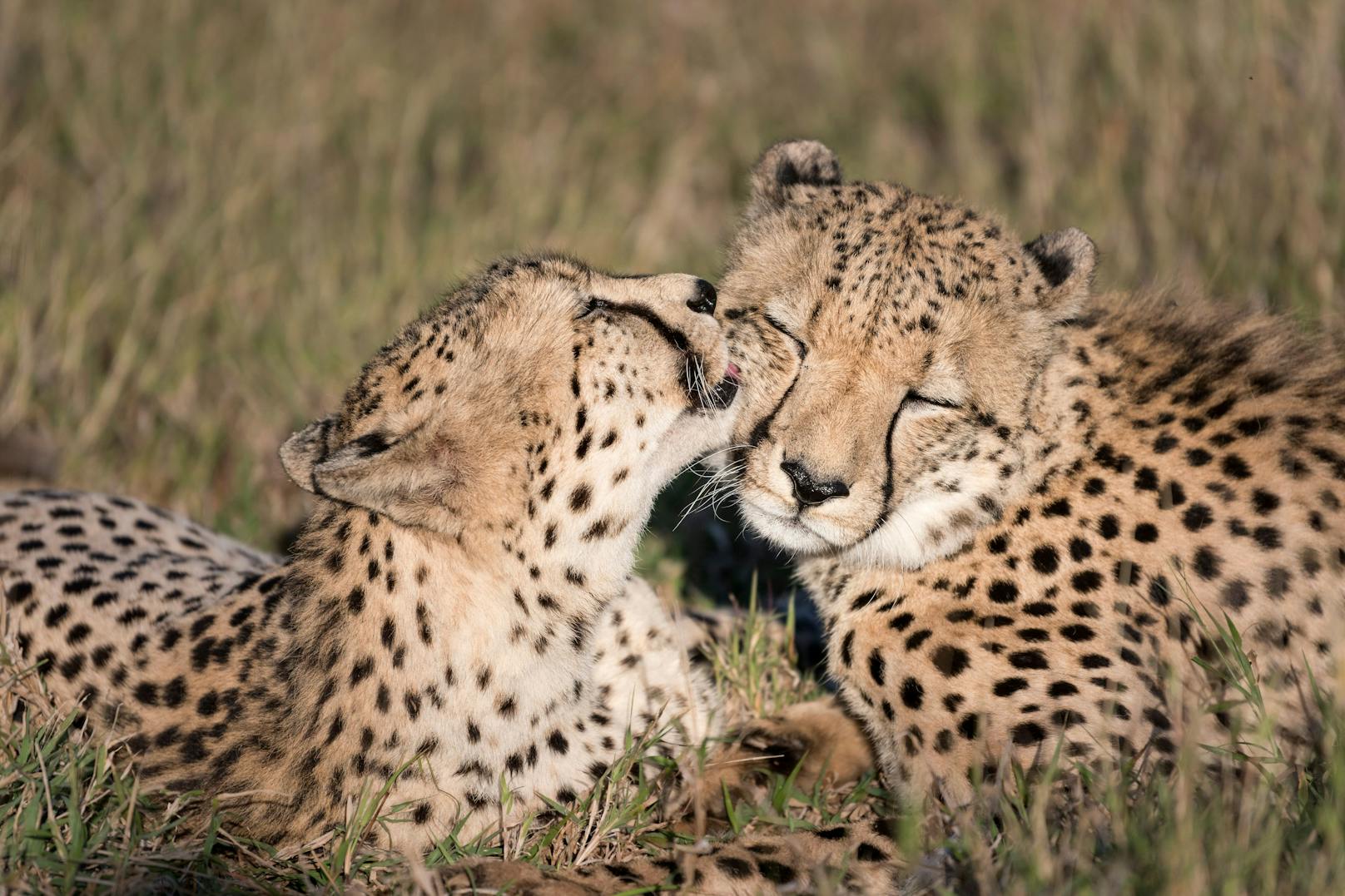 "Don't talk just kiss" - zwei Geparden machen es vor. 