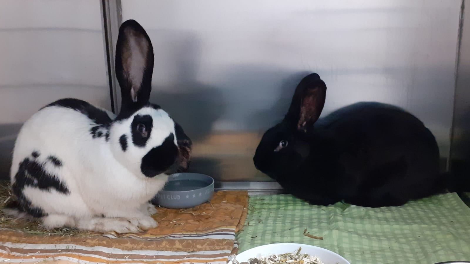 Die beiden Zuchthasen müssen behandelt werden.