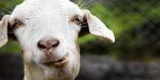 Määääh! Landwirtin vermietet Ziegen für Zoom-Meetings