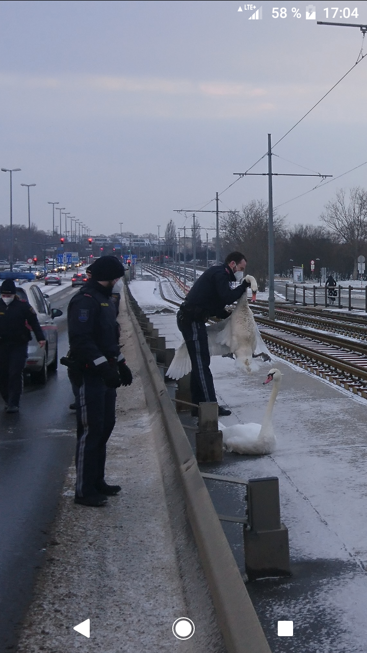 Durch das beherzte Einschreiten der Polizisten wurden die Vögel in Sicherheit gebracht.